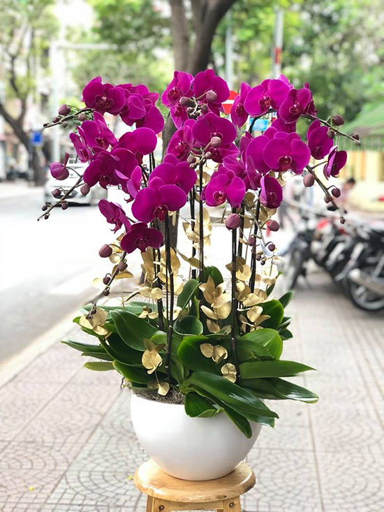 Lẵng Hoa Điệp Tím